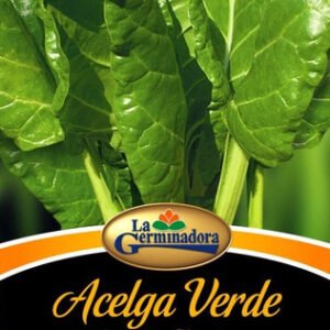 Semillas acelga verde La Germinadora - huerta