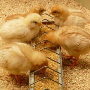 Iniciador La Ponedora - alimento para pollitos